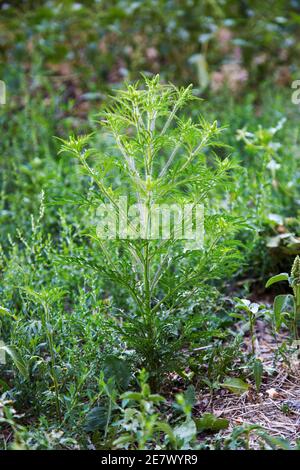 Blühender Ambrosia-Busch. Ragweed Pflanzenallergen, giftiges Wiesengras. Allergie gegen Ambrosia. Blühende Pollen artemisiifolia ist Gefahr Allergen in Stockfoto