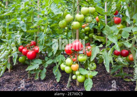 Unbestimmte (Cordon) Tomatenpflanzen wachsen außerhalb in einem englischen Garten, Großbritannien Stockfoto