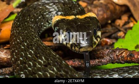 Natrix natrix die nicht-giftige Schlange ist gewöhnlich. Die nicht giftige Schlange ist gewöhnlich. Stockfoto