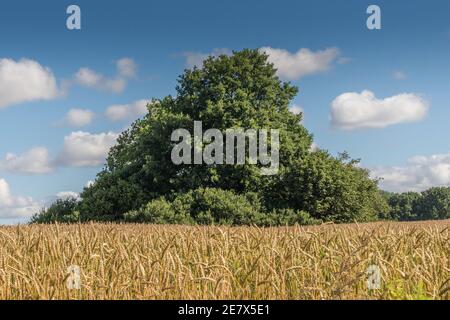 Rügen ist die flächengrößte und mit rund 63.200 Einwohnern auch die schönste Insel Deutschlands. Stockfoto