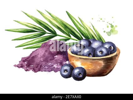 Acai-Pulver mit frischen acai-Beeren und Palmzweig. Aquarell handgezeichnete Illustration isoliert auf weißem Hintergrund Stockfoto