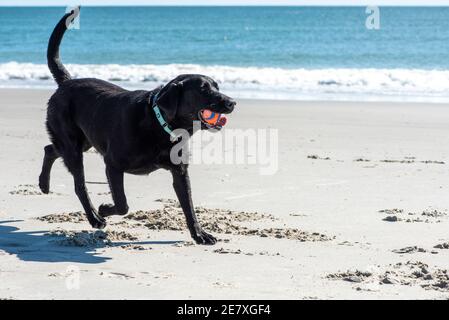 Ein schwarzer labrador Retriever spielt mit einem Ball im Sand und surft am Atlantic Beach, North Carolina. Stockfoto