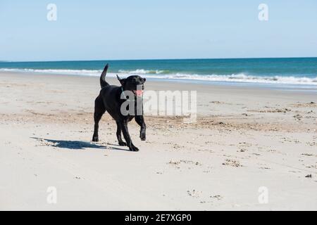 Ein schwarzer labrador Retriever spielt mit einem Ball im Sand und surft am Atlantic Beach, North Carolina. Stockfoto