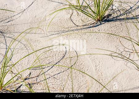 Seegras wird strategisch in Sanddünen gepflanzt, um die Erosion des Strandes zu verhindern. Stockfoto