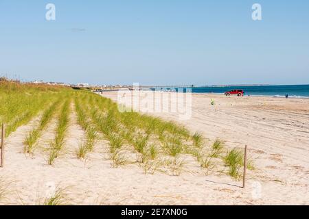 Seegras wird strategisch in Sanddünen gepflanzt, um die Erosion des Strandes zu verhindern. Stockfoto