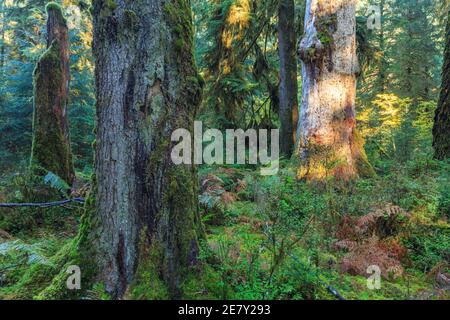 Sonnenstrahlen Streifen durch das Laub im Sol Duck, Olympic National Park, USA Stockfoto