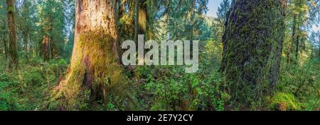 Sonnenstrahlen Streifen durch das Laub im Sol Duck, Olympic National Park, USA Stockfoto