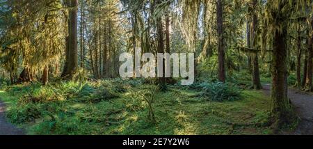 Sonnenstrahlen Streifen durch das Laub im Sol Duck, Olympic National Park, USA Stockfoto