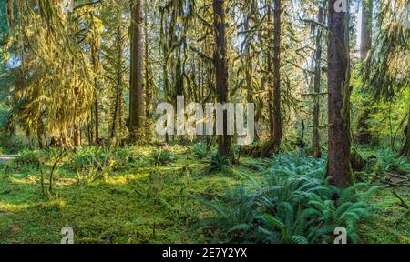 Sonnenstrahlen Streifen durch das Laub im Sol Duck, Olympic National Park, USA Stockfoto