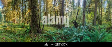 Sonnenstrahlen Streifen durch das Laub im Sol Duck, Olympic National Park, USA Stockfoto