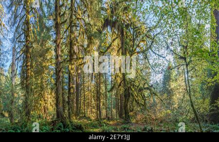 Sonnenstrahlen Streifen durch das Laub im Sol Duck, Olympic National Park, USA Stockfoto