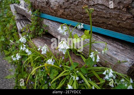 Allium triquetrum, eine duftende, nicht-einheimische Pflanze, die invasiv geworden ist. Andere Namen sind Snowbell, dreieckiger Lauch und Bärlauch. Stockfoto