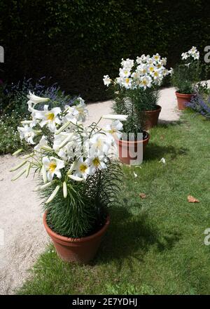 Weiße Lilien, lilium königliche oder königliche Lilie, wächst in Terrakotta-Töpfen auf Gartenweg im Sommer. Stockfoto