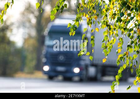 Birkenzweig mit gelben und grünen Herbstblättern auf einem Verschwommene Autobahn und Autos im Hintergrund Stockfoto