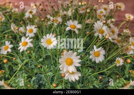 Argyranthemum frutescens, Pariser Gänseblümchen, marguerite, marguerite Gänseblümchen. Blumen für Balkon, Dekor, Zimmer, Park, Garten. Nahaufnahme. Blumenhintergrund Stockfoto