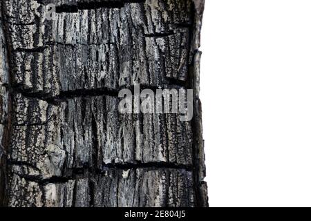 Verbranntes Holz, graue schöne Esche - auf weißem Hintergrund, Textur aus nächster Nähe Stockfoto