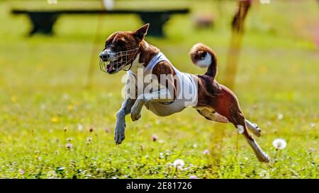 Basenji Hund läuft auf dem Feld auf Köder Coursing Wettbewerb In weißer Jacke Stockfoto