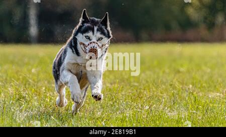 Husky Hund läuft auf dem Feld auf Köder Coursing Wettbewerb Bei sonnigem Wetter Stockfoto