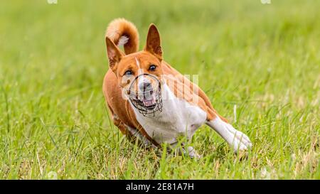 Basenji Hund läuft auf dem Feld auf Köder Coursing Wettbewerb Stockfoto