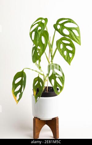 Eine formelle Studioaufnahme der Monstera adansonii Pflanze auf einem weißen Topf mit modernem Design aus der Mitte des Jahrhunderts mit einem Holzständer auf einem schlichten weißen Hintergrund. Stockfoto