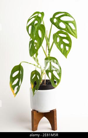 Eine formelle Studioaufnahme der Monstera adansonii Pflanze auf einem weißen Topf mit modernem Design aus der Mitte des Jahrhunderts mit einem Holzständer auf einem schlichten weißen Hintergrund. Stockfoto