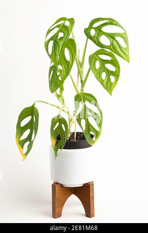 Eine formelle Studioaufnahme der Monstera adansonii Pflanze auf einem weißen Topf mit modernem Design aus der Mitte des Jahrhunderts mit einem Holzständer auf einem schlichten weißen Hintergrund. Stockfoto