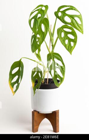 Eine formelle Studioaufnahme der Monstera adansonii Pflanze auf einem weißen Topf mit modernem Design aus der Mitte des Jahrhunderts mit einem Holzständer auf einem schlichten weißen Hintergrund. Stockfoto