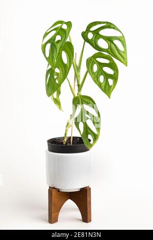 Eine formelle Studioaufnahme der Monstera adansonii Pflanze auf einem weißen Topf mit modernem Design aus der Mitte des Jahrhunderts mit einem Holzständer auf einem schlichten weißen Hintergrund. Stockfoto