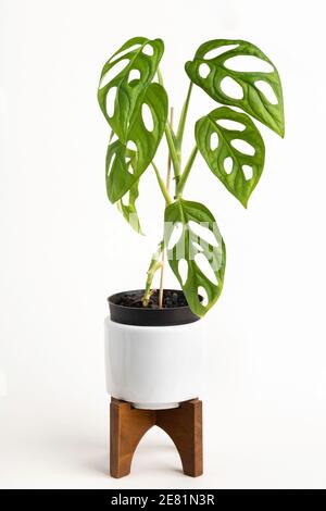 Eine formelle Studioaufnahme der Monstera adansonii Pflanze auf einem weißen Topf mit modernem Design aus der Mitte des Jahrhunderts mit einem Holzständer auf einem schlichten weißen Hintergrund. Stockfoto