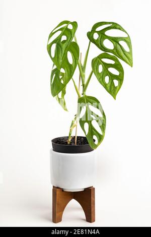 Eine formelle Studioaufnahme der Monstera adansonii Pflanze auf einem weißen Topf mit modernem Design aus der Mitte des Jahrhunderts mit einem Holzständer auf einem schlichten weißen Hintergrund. Stockfoto