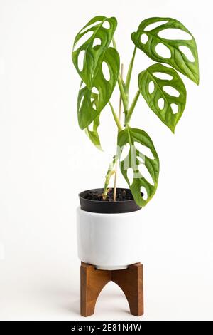Eine formelle Studioaufnahme der Monstera adansonii Pflanze auf einem weißen Topf mit modernem Design aus der Mitte des Jahrhunderts mit einem Holzständer auf einem schlichten weißen Hintergrund. Stockfoto