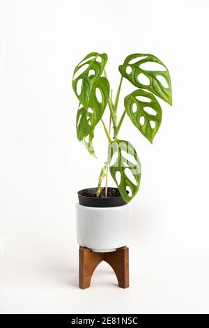 Eine formelle Studioaufnahme der Monstera adansonii Pflanze auf einem weißen Topf mit modernem Design aus der Mitte des Jahrhunderts mit einem Holzständer auf einem schlichten weißen Hintergrund. Stockfoto