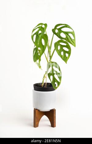 Eine formelle Studioaufnahme der Monstera adansonii Pflanze auf einem weißen Topf mit modernem Design aus der Mitte des Jahrhunderts mit einem Holzständer auf einem schlichten weißen Hintergrund. Stockfoto