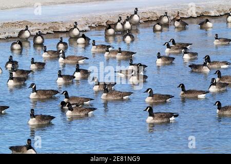 Turmfalke Stockfoto