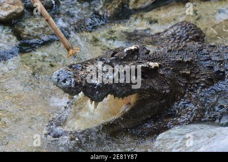 Samut Prakan, Thailand. Januar 2021. Thailand - EINE Performance-Show zwischen Schauspielern in roten Hemden und Krokodilen auf Samutprakarn Crocodile Farm und Zoo am 30. Januar 2021, Samut Prakan, ist die Show sehr beliebt bei Touristen. Aber mit Coronavirus-Krankheit (COVID-19) Pandemie, ist die Zahl der Touristen stark reduziert. (Foto von Teera Noisakran/Pacific Press) Quelle: Pacific Press Media Production Corp./Alamy Live News Stockfoto