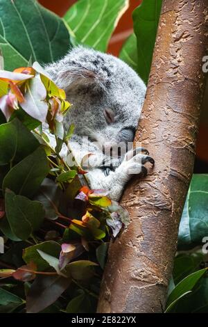 Queensland Koala, Phascolarctos cinereus schlafen auf einem Baum Stockfoto