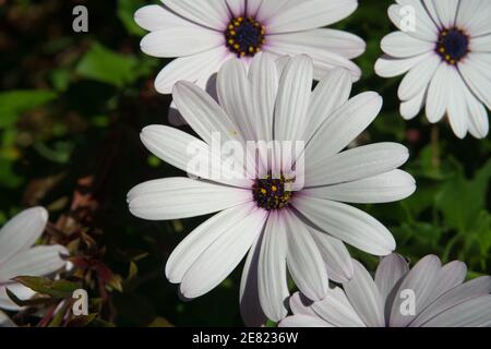 Viele Gänseblümchen-weiße Blüten, mit dunkelviolettem Zentrum, Osteospermum fruticosum, aus der Familie der Asteraceae. Anlagen anzeigen Stockfoto