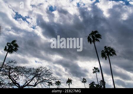 Hohe Pametto-Palmen und ein Royal Poinciana-Baum wurden in Cocout Grove in Miami Florida vor stürmischem Himmel silhouettiert. Stockfoto