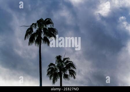 In Cocout Grove in Miami Florida wurden hohe Pametto-Palmen vor stürmischem Himmel silhouettiert. Stockfoto