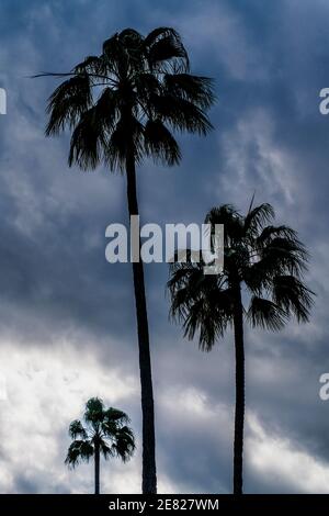 In Cocout Grove in Miami Florida wurden hohe Pametto-Palmen vor stürmischem Himmel silhouettiert. Stockfoto