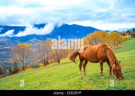 Ein schöner anmutiger Hengst spaziert auf einem grünen Feld und Isst saftiges frisches Gras vor dem Hintergrund der schönen Natur der Karpaten Moun Stockfoto