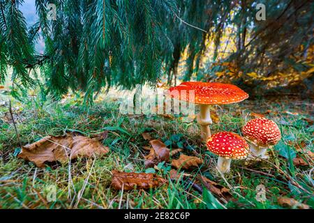 Schöne Wildpilz Amanita auf einer grünen Wiese in einem Dichter, vielfarbiger Wald in den Karpaten im Herbst Stockfoto