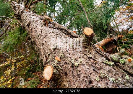 Großer nasser gefallener Baum in einem schönen bunten dichten Wald Unter gefallenen farbigen Blättern Stockfoto