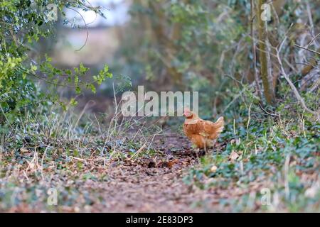 Huhn in grünen Wäldern, Dorset. Stockfoto