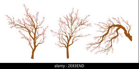 Set von frühlingsblühenden Ästen, Ast mit rosa Blüten. Sakura oder Kirsche Stock Vektor