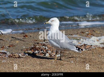 Ringbilled Gull 7th. Oktober 2017 Minnehaha County, South Dakota Stockfoto