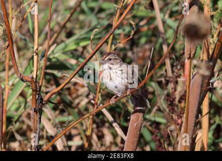 Song Sparrow 7th. Oktober 2017 Minnehaha County, South Dakota Stockfoto