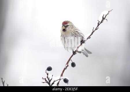 Ein gewöhnlicher Rotschurmschurk (Carduelis flammea) An einem Wintertag auf einem Zweig mit Beeren thront Stockfoto