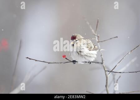 Ein gewöhnlicher Rotschurmschurk (Carduelis flammea) An einem Wintertag auf einem Zweig mit Beeren thront Stockfoto
