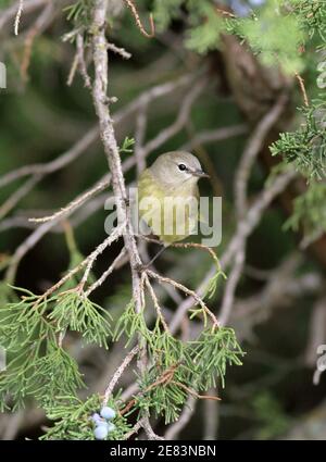 Orange-gekrönter Waldsänger 7th. Oktober 2017 Minnehaha County, South Dakota Stockfoto